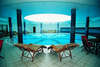 Aegean Dream Resort Hotel 